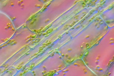 Cellules végétales - nervure de feuille d'Elodée x100